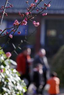 春暖花开 在线观看,在线赏花之旅 第3张 春暖花开 在线观看,在线赏花之旅 第3张